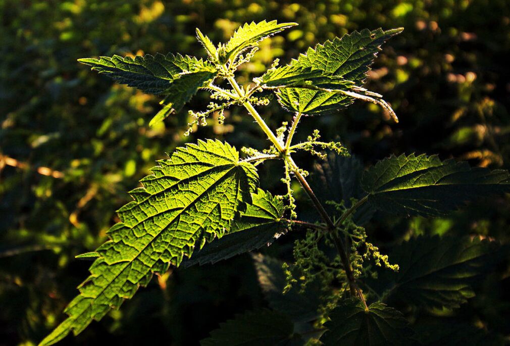 Nettle to increase power